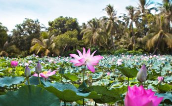 Российская Федерация - Социалистическая Республика Вьетнам