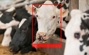 Цифровой интеллект знает каждую корову по голосу