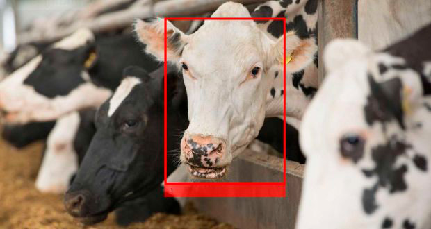 Цифровой интеллект знает каждую корову по голосу Цифровой интеллект знает каждую корову по голосу